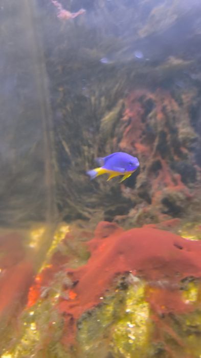 Tenho estes três peixes para despachar