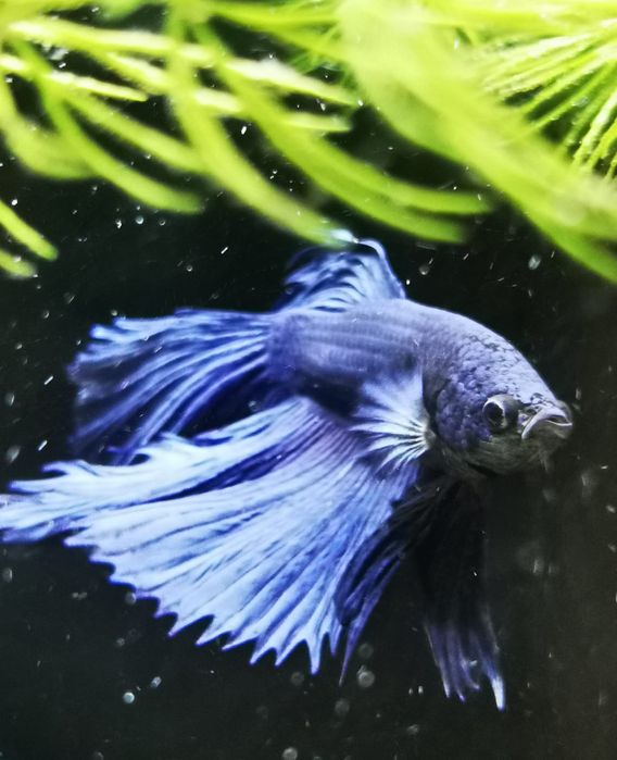 Rybki do akwarium - Bojownik Blue Niebieski