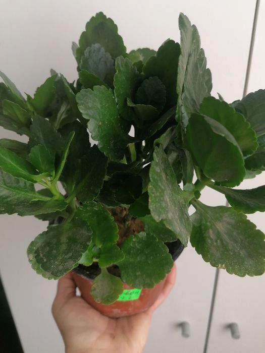 Каланхоє червоний, лимонний