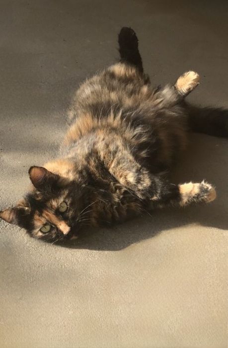 Отдам даром в добрые руки трехмастную кошечку