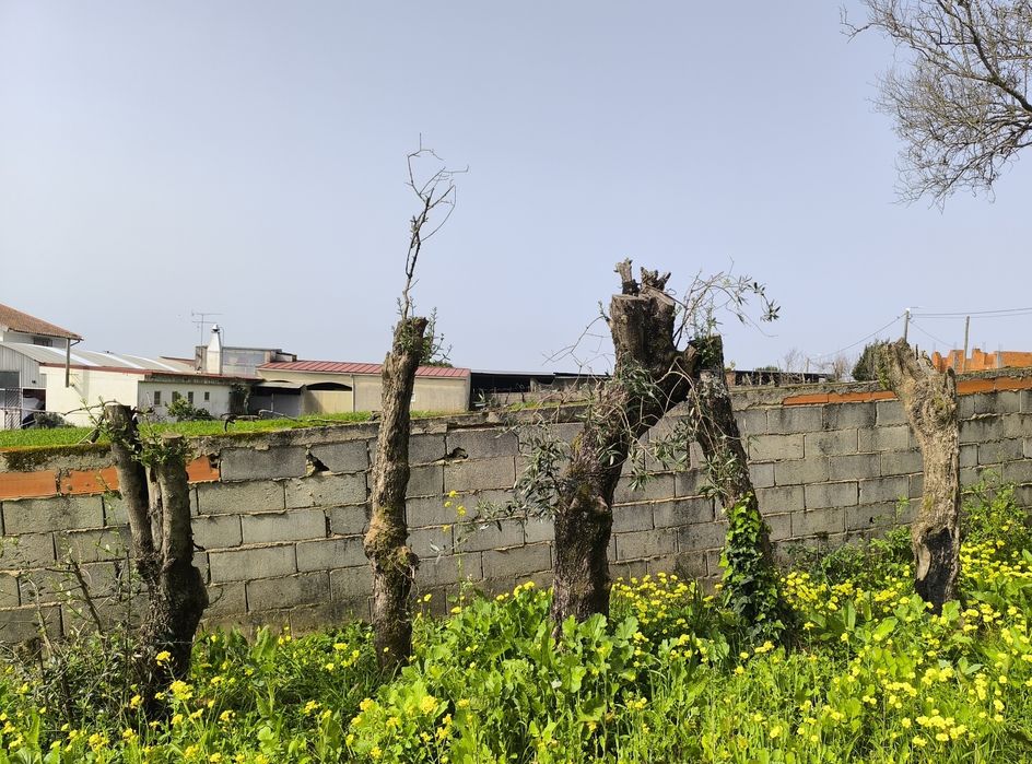 5 Oliveiras Adultas para Jardins ANGEJA