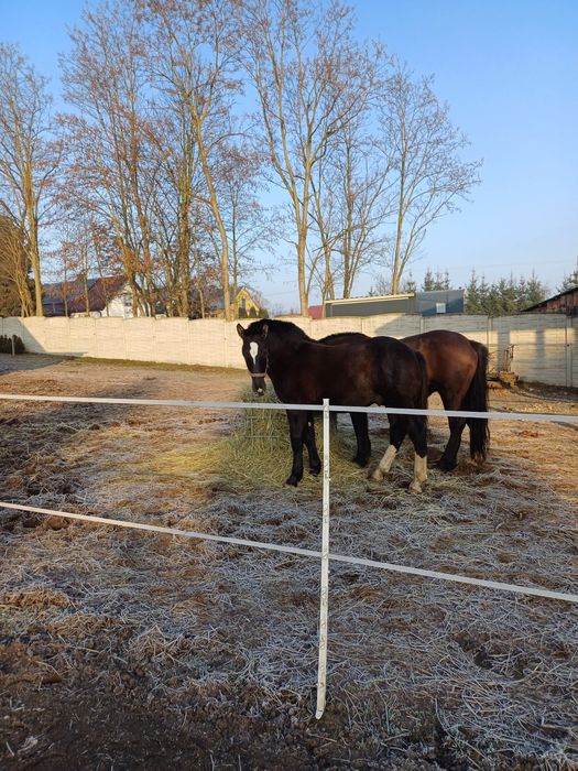 Źróbek zimnokrwisty