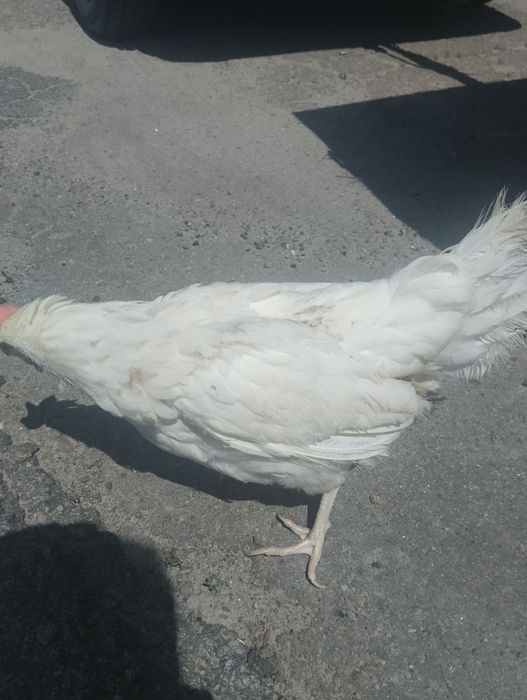 Продаємо кури яєчного напрямку