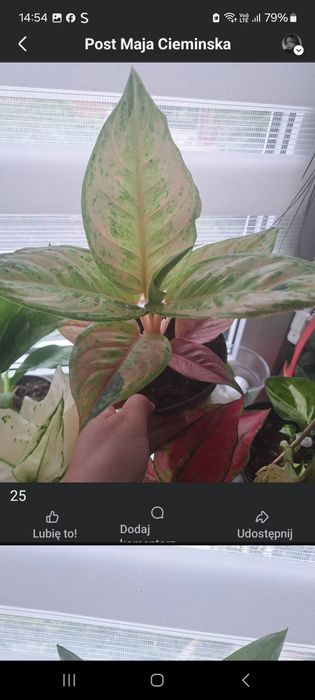 Kwiaty aglaonema