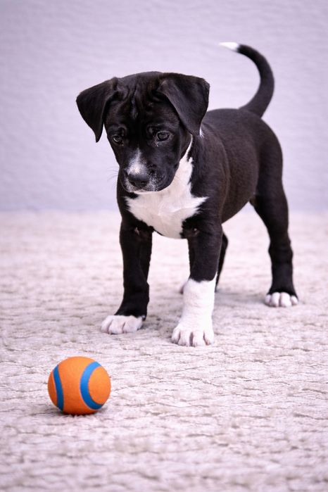 Cudowny chłopiec amstaff!