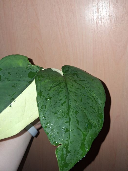 Syngonium chiapense variegata