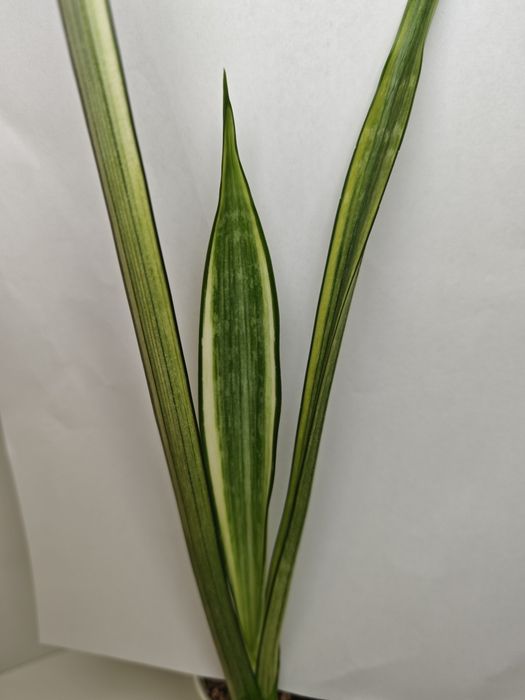 Sansevieria Bogor