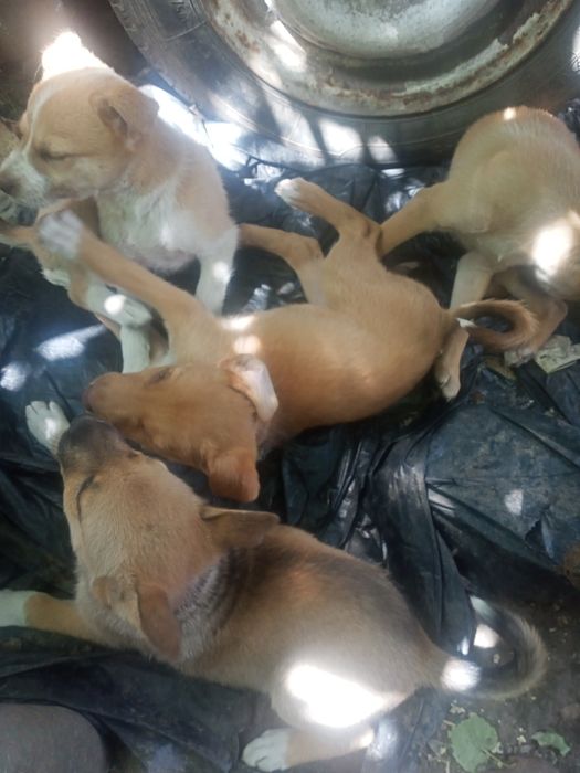 Цуценятка більгійці(малинуа)