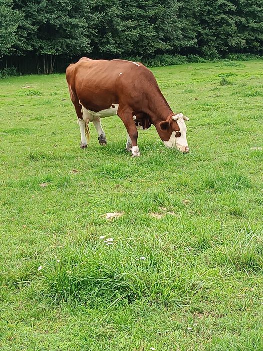 Sprzedam mleko wiejskie od krówek,