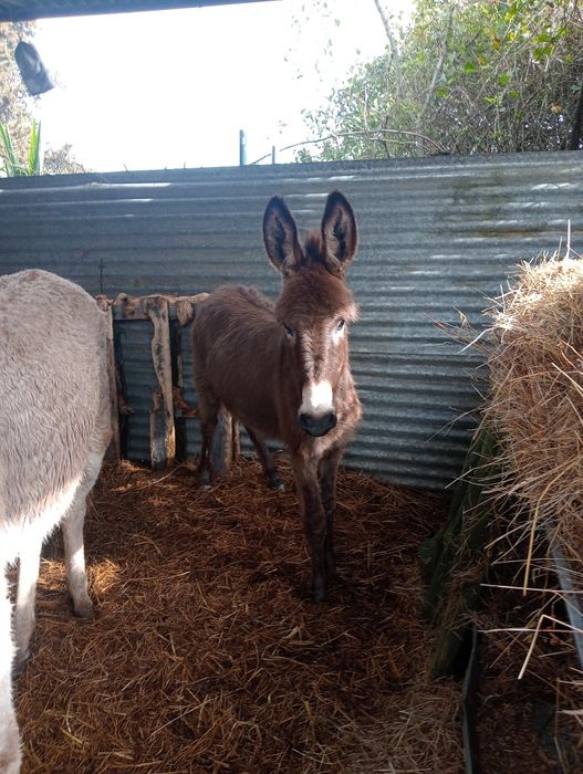 Segue para venda burrinha com seis meses