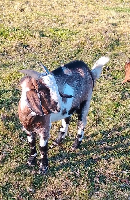 ТЕРМІНОВО!!!Козел Англо-нубієць,продам козлика (НЕ НА М'ЯСО)
