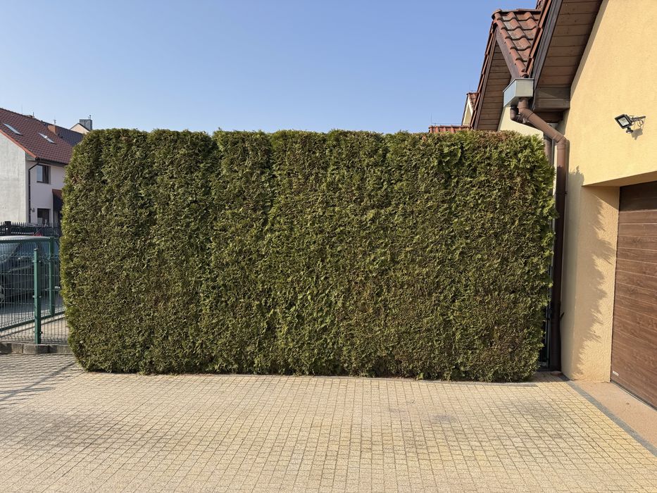 Tuja szmaragd 260 cm 7 szt