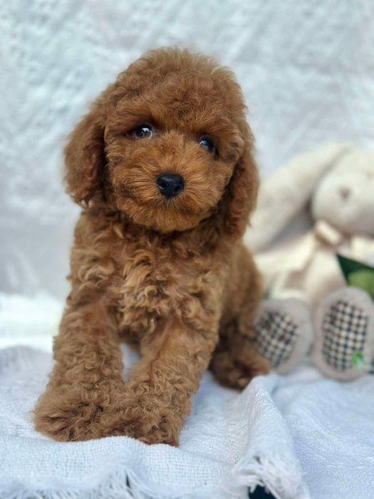 Чудові хлопці той пудель