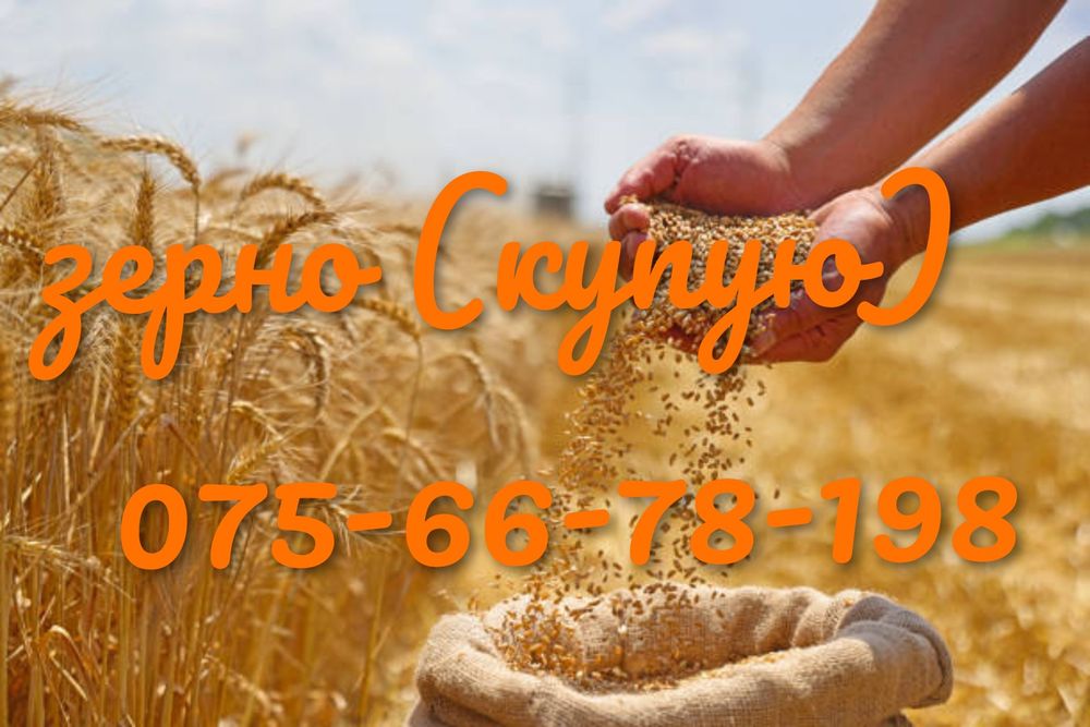 Зерно ячмінь пшениця кукурудза
