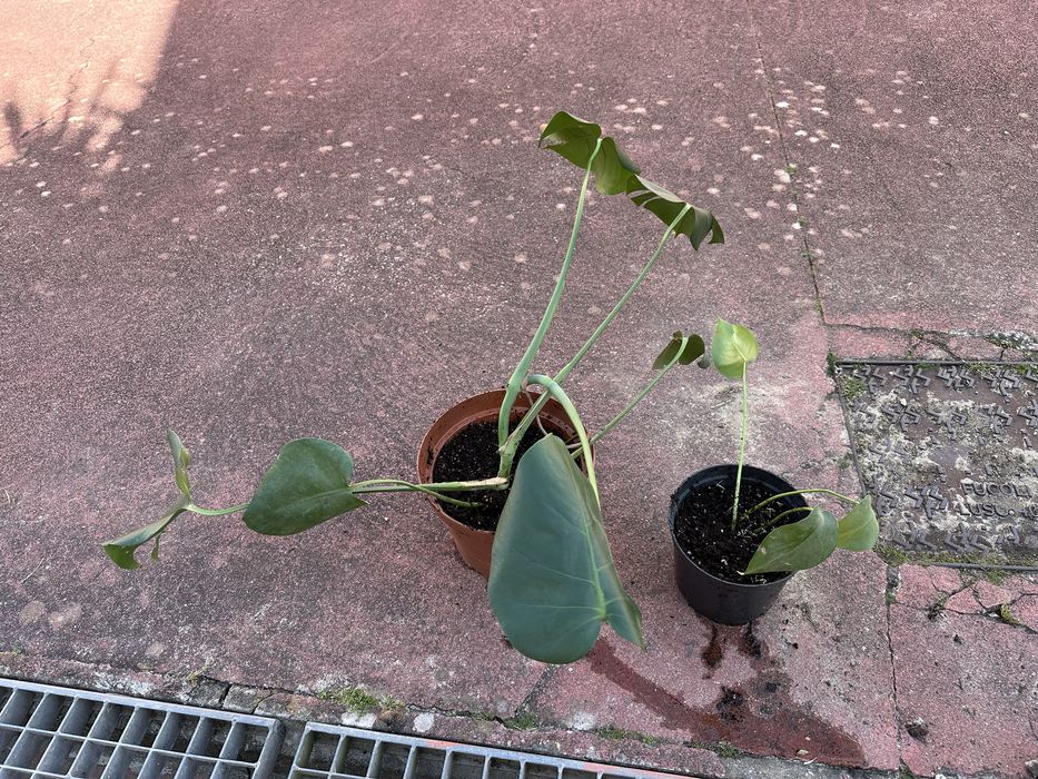 Mosntera ou costela de adao