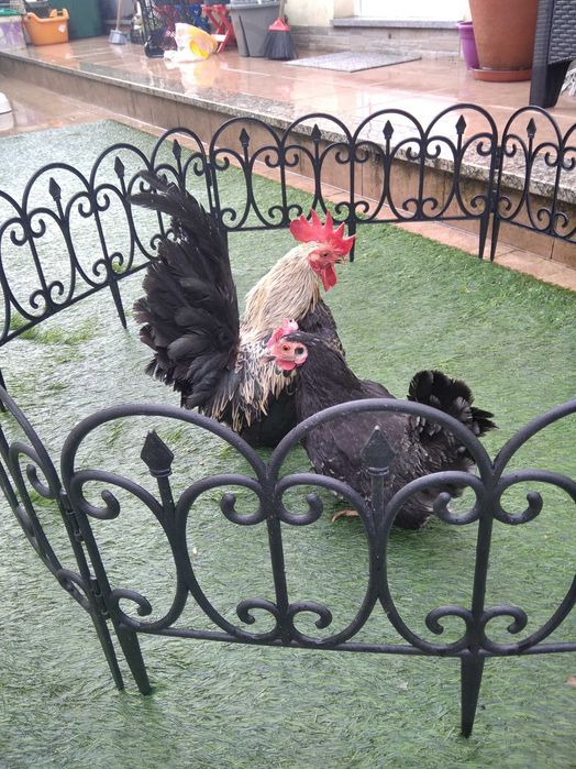 Casal de Nagasakis e machos isolados