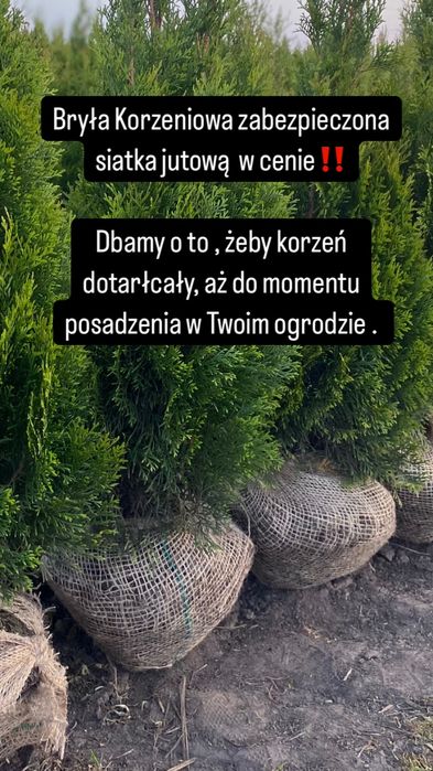 Tuja Szmaragd 140-150 ‼️ Producent ‼️ Posadzenie ‼️ Dostawa ‼️