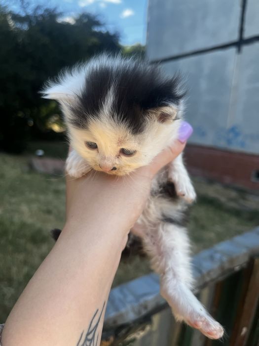Котята девочки и мальчики