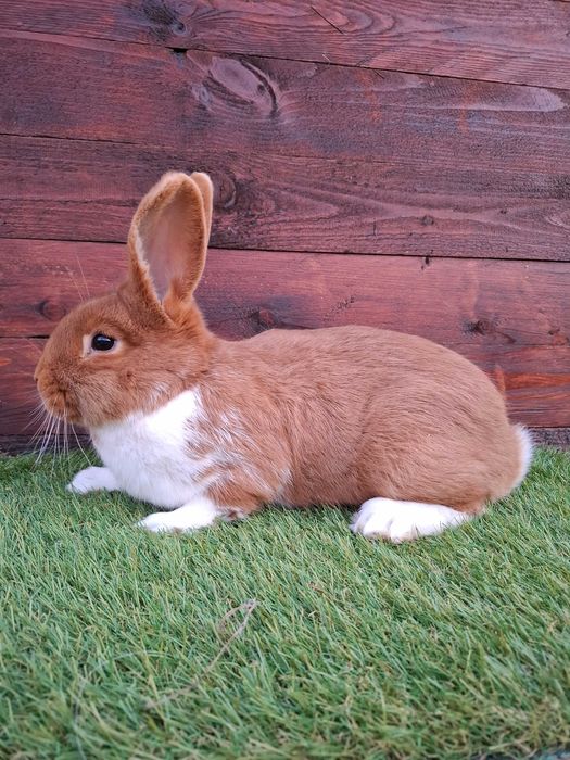 Srokacz meklemburski