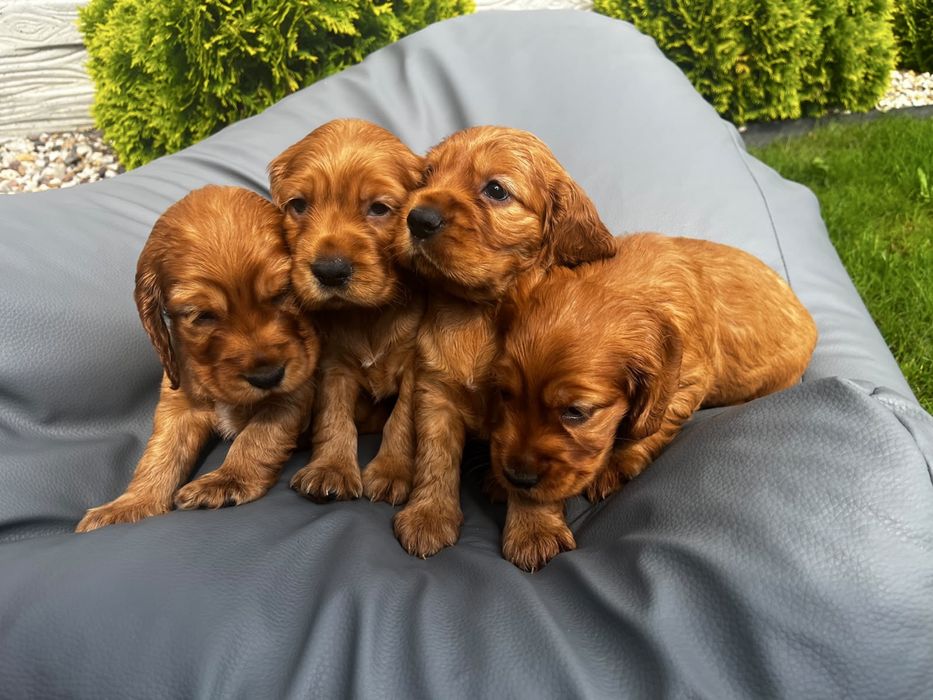 Suczka cocker spaniel angielski