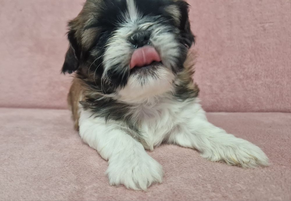 Rezerwacja sunia Shih-Tzu