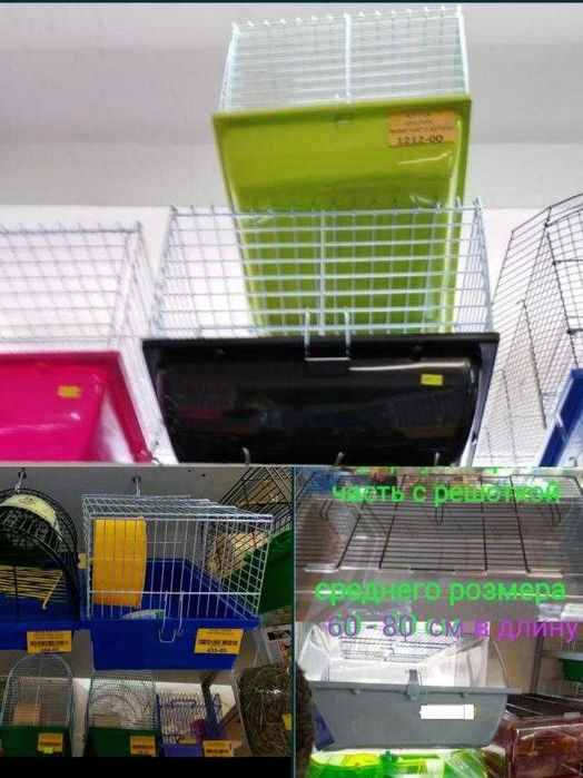 Морьска свинка, Пігулі