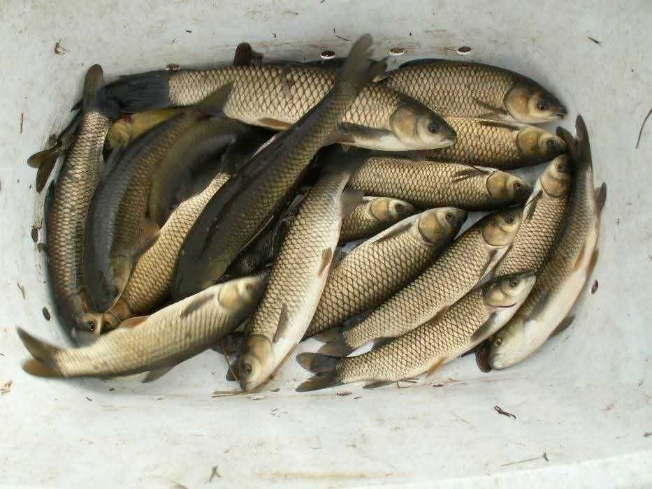 Ryby narybek Szczupak Jesiotr Węgorz Karaś koi Lin Karp Amur Tołpyga