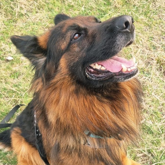 Shadow, owczarek szuka domu