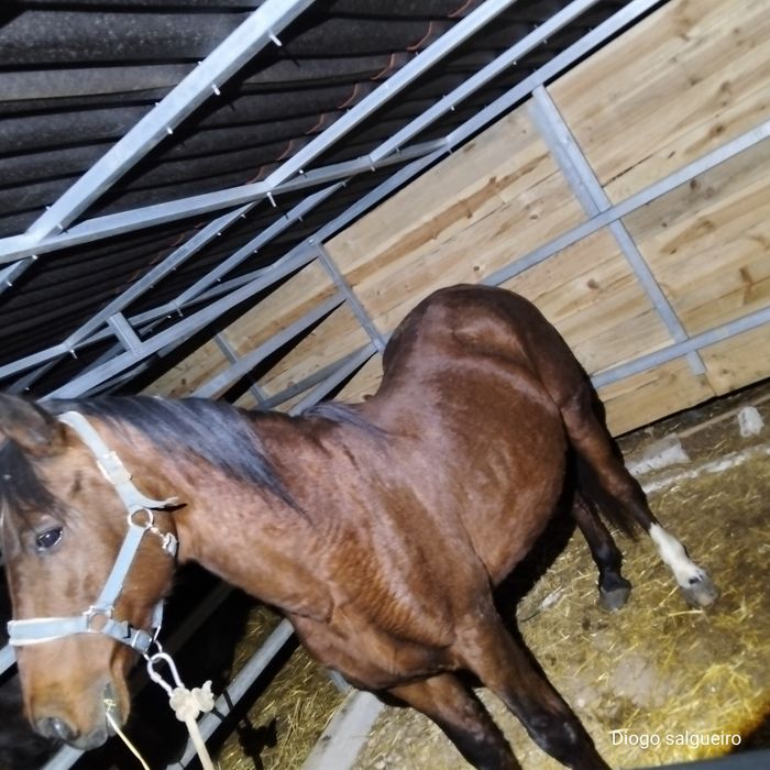 Vende-se cavalo capado
