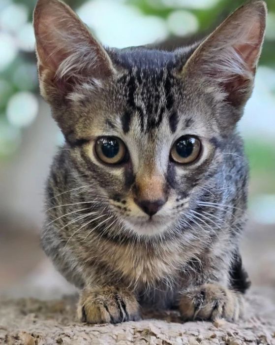 Тигровый котенок мальчик бесплатно