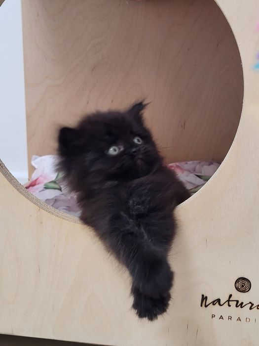 Czarny kocurek Scottish Straight