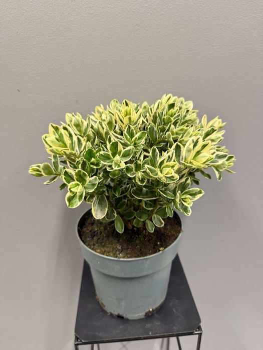 Hebe Addenda® Classica® Variegata