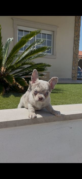 Chihuahua fêmea..