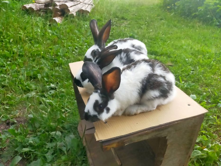 Кролі породи Німецький строкатий велетень . Шиншила .