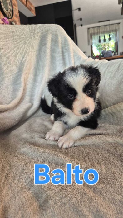 Border collie czarno białe