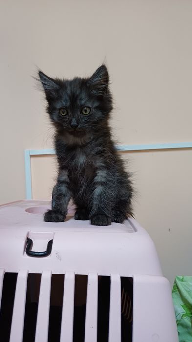Кошенята котики ..
