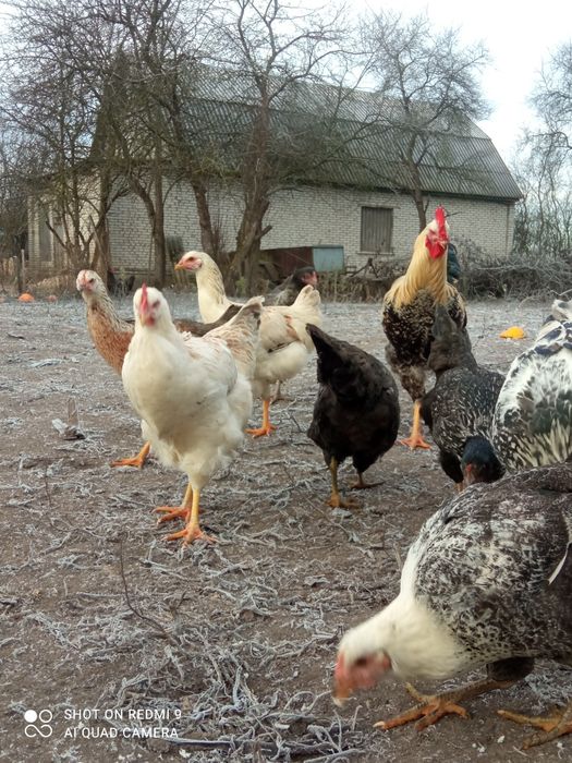 Юрловська голосиста курочкі