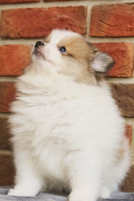 Przepiękny piesek pomeranian