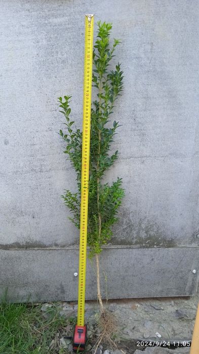 Посадковий матеріал