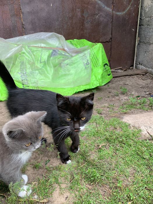 кіт в добрі руки