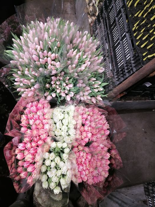 Цибулини тюльпана після вигонки