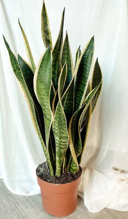 Sensevierra  rośliny języki teściowej