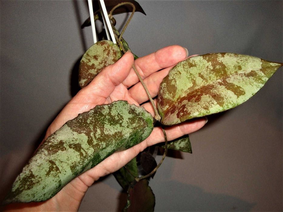 Хойї Хойя Hoya Caudata Gold: 850 грн. - Комнатные растения Харьков
