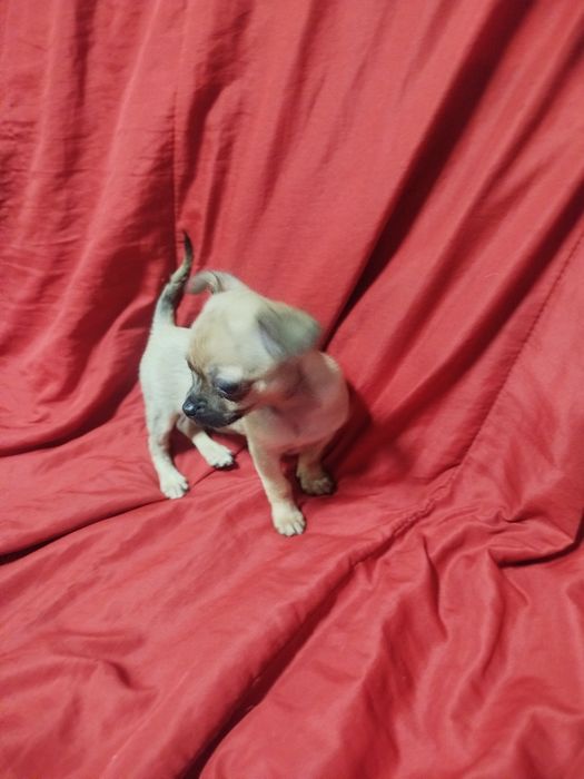 Chihuahua de pelo curto