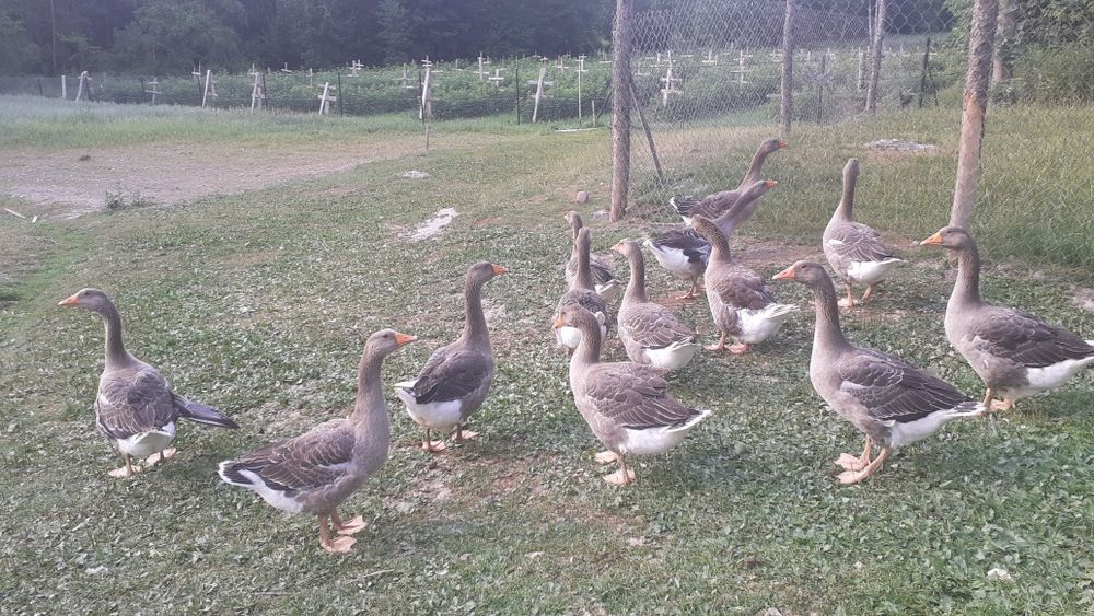 Gęsi landes gąsior kury