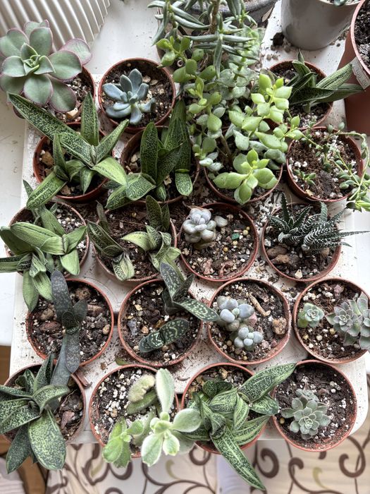 Кімнатні рослини , сукуленти