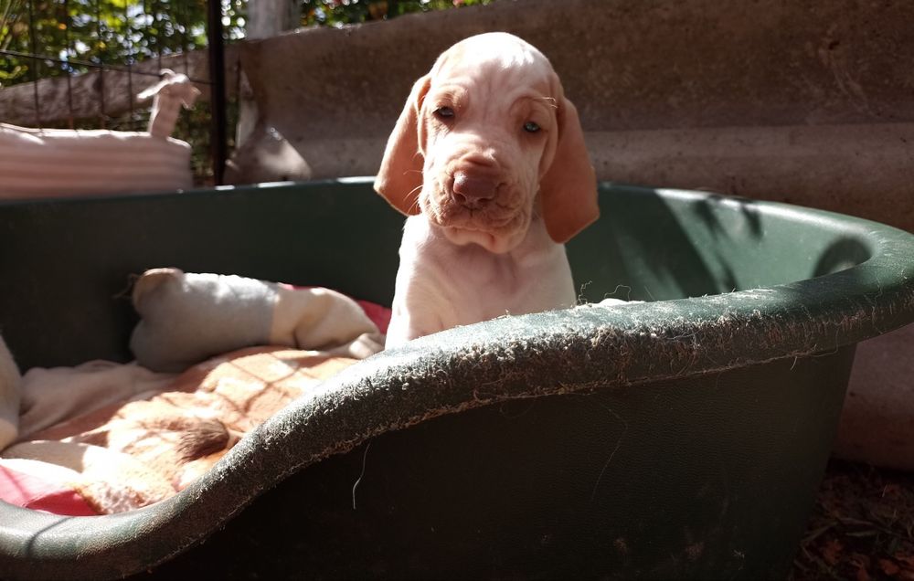 Бракко Итальяно, легавая