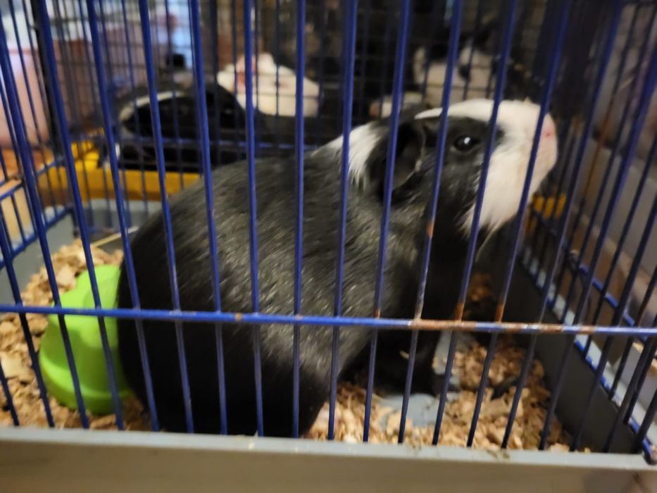 Продаю морські свинки