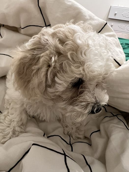 Продам  цуценя породи бішон фрізе