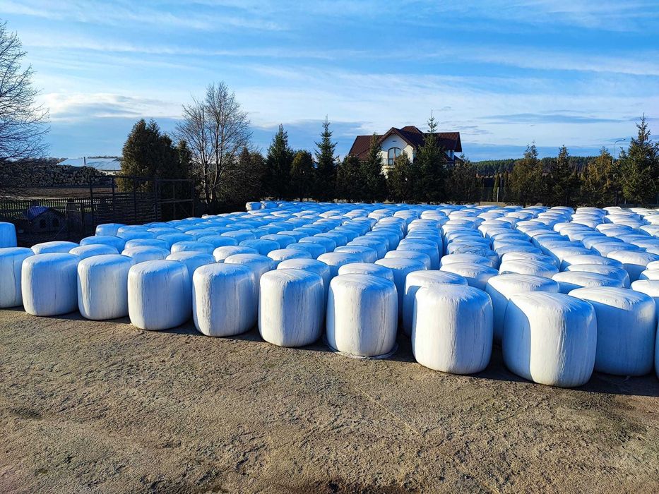 Kiszonka z kukurydzy i sianokiszonka z żyta w belach Możliwość dostawy